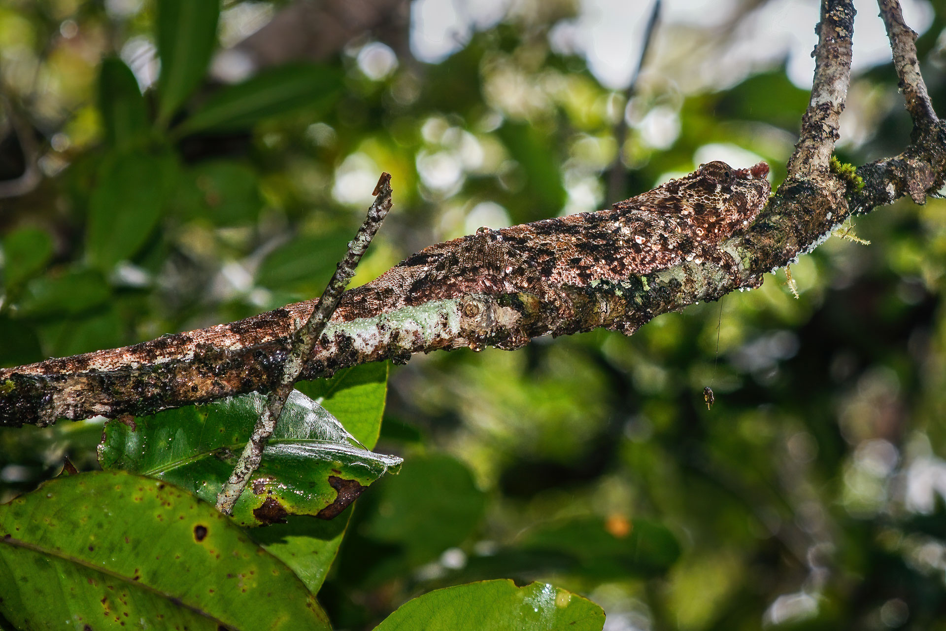 Blattschwanzgecko - kaum zu erkennen